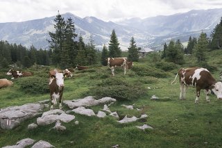 Les vaches laitières sont de moins en moins nombreuses dans les pâturages suisses.